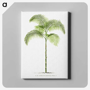 1-6_Les-Palmiers-Histoire-Iconographique_canvas