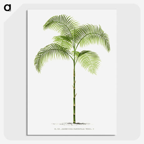 1-6_Les-Palmiers-Histoire-Iconographique_picture-crop