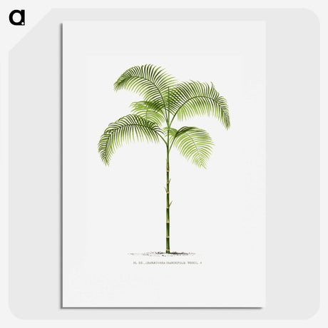 1-6_Les-Palmiers-Histoire-Iconographique_picture