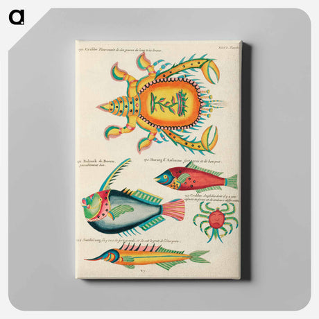 アートパネル-Marine Curiosities of the Indies
 - ルイ ルナール Canvas.