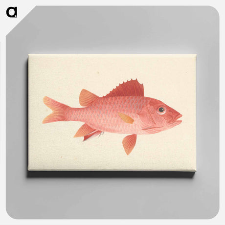 アートパネル-Unidentified Fish
 - ルイージ バルガーニ Canvas.