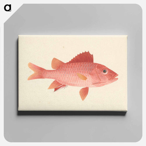 Unidentified Fish
 - ルイージ バルガーニ Canvas.