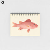 Unidentified Fish
 - ルイージ バルガーニ Memo.
