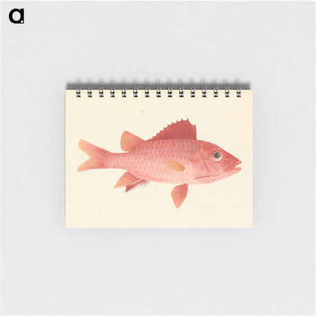 アートメモ帳-Unidentified Fish
 - ルイージ バルガーニ Memo.