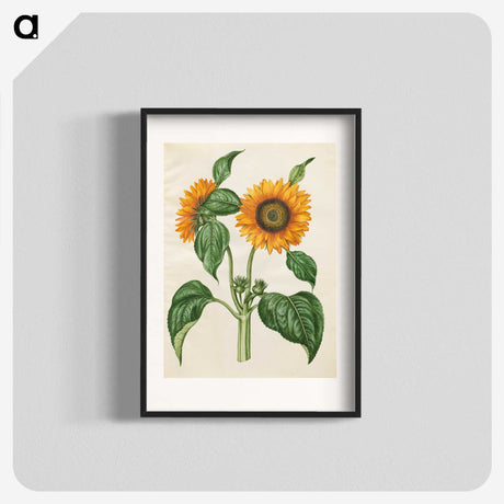 1-6_Maria-Sibylla-Merian_blk