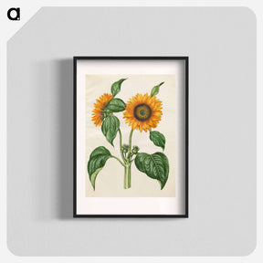 アートポスター-Helianthus annuus
 - マリア ジビーラ メーリアン Poster.