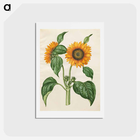 アートポストカード-Helianthus annuus
 - マリア ジビーラ メーリアン Postcard.