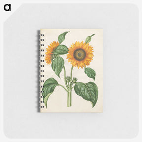 1-6_Maria-Sibylla-Merian_memo