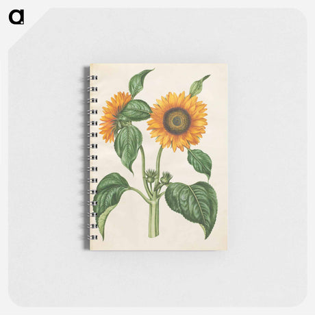 アートメモ帳-Helianthus annuus
 - マリア ジビーラ メーリアン Memo.