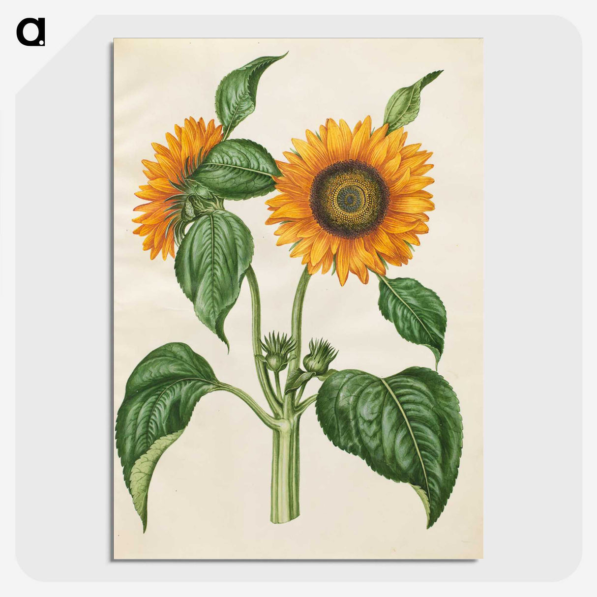 1-6_Maria-Sibylla-Merian_picture-crop
