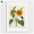 1-6_Maria-Sibylla-Merian_picture
