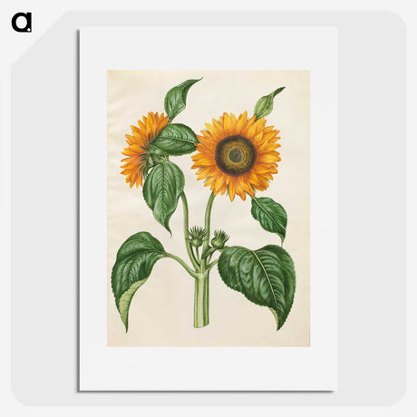 1-6_Maria-Sibylla-Merian_picture