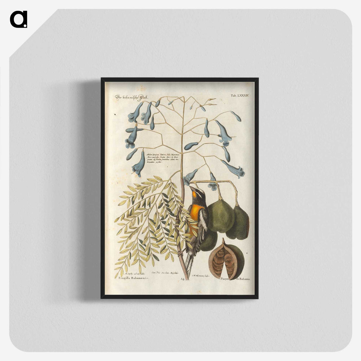 1-6_Mark-Catesby_blk-crop