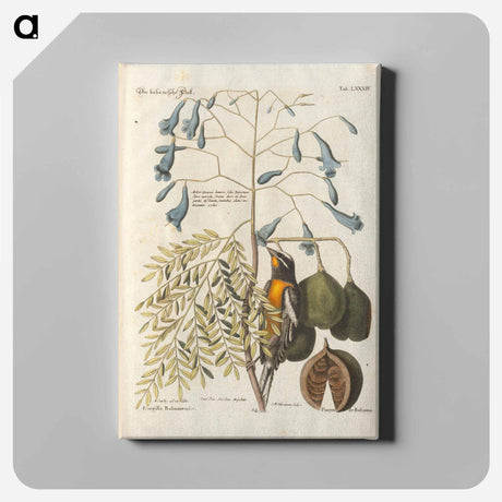 アートパネル-Bird and Plants Illustration
 - マーク ケイツビー Canvas.