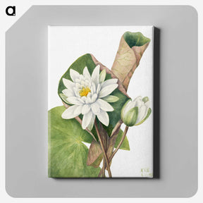1-6_Mary-Vaux-Walcott_canvas