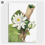 1-6_Mary-Vaux-Walcott_picture-crop