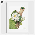 1-6_Mary-Vaux-Walcott_picture