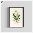 アートポスター-Leontodon Taraxacuma
 - 薬用植物学 Poster.