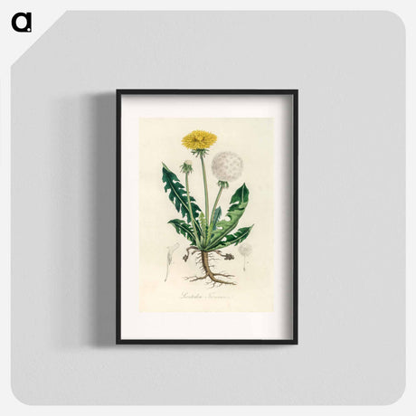 アートポスター-Leontodon Taraxacuma
 - 薬用植物学 Poster.