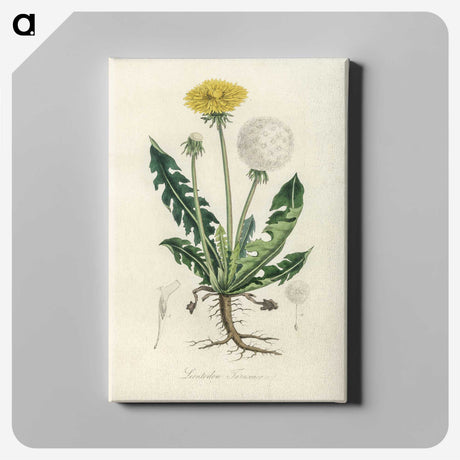 1-6_Medical-Botany_canvas