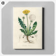 アートパネル-Leontodon Taraxacuma
 - 薬用植物学 Canvas.