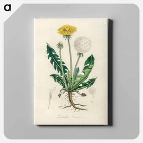 アートパネル-Leontodon Taraxacuma
 - 薬用植物学 Canvas.