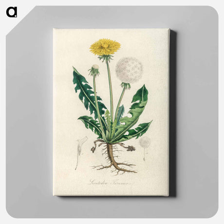 アートパネル-Leontodon Taraxacuma
 - 薬用植物学 Canvas.