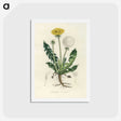 1-6_Medical-Botany_hagaki