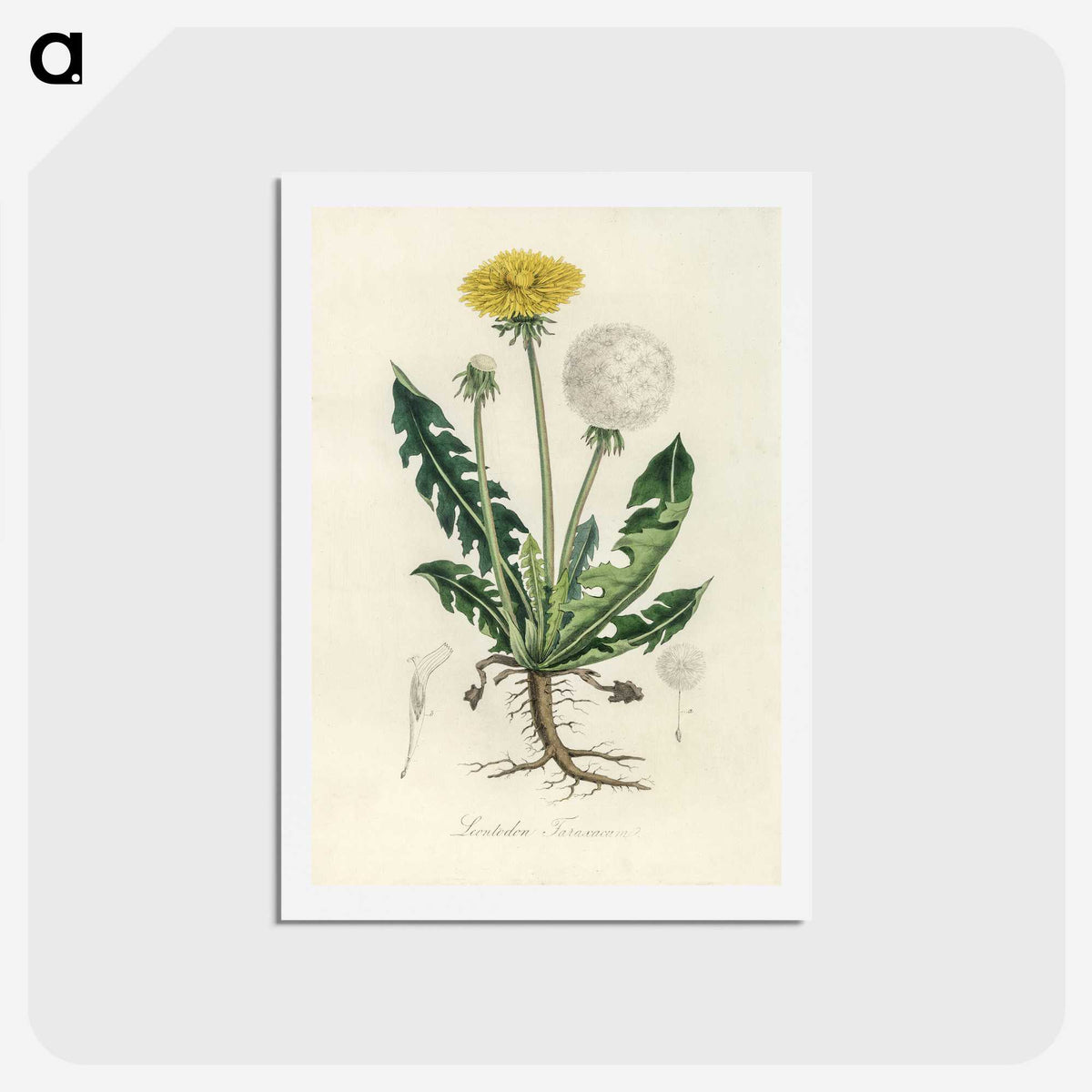 1-6_Medical-Botany_hagaki