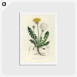 1-6_Medical-Botany_hagaki