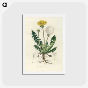 1-6_Medical-Botany_hagaki