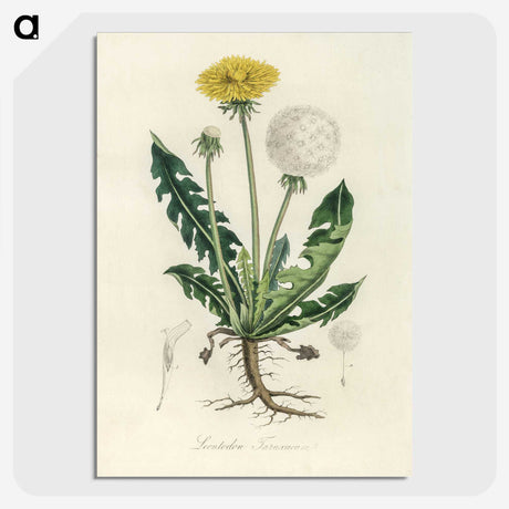 1-6_Medical-Botany_picture-crop