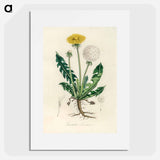 アートポスター-Leontodon Taraxacuma
 - 薬用植物学 Poster.