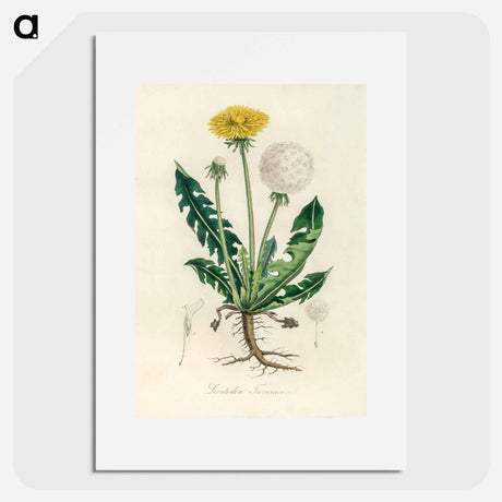 アートポスター-Leontodon Taraxacuma
 - 薬用植物学 Poster.