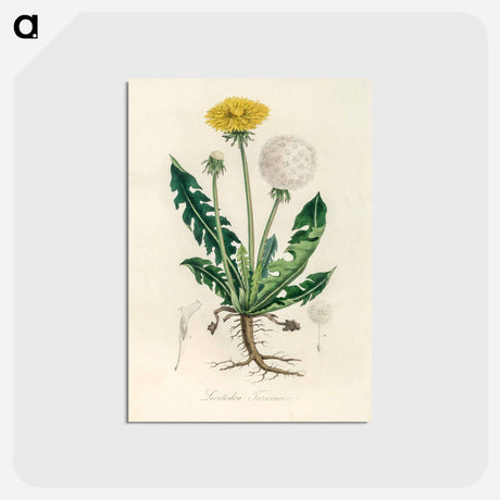 アートポストカード-Leontodon Taraxacuma
 - 薬用植物学 Postcard.