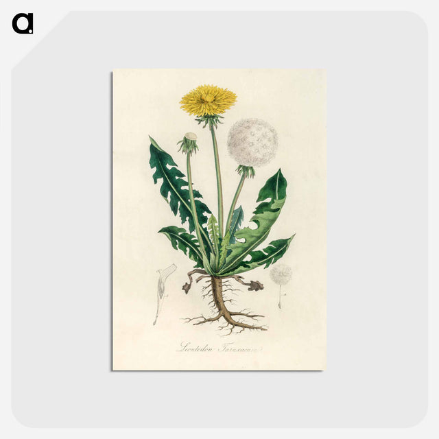 アートポストカード-Leontodon Taraxacuma
 - 薬用植物学 Postcard.