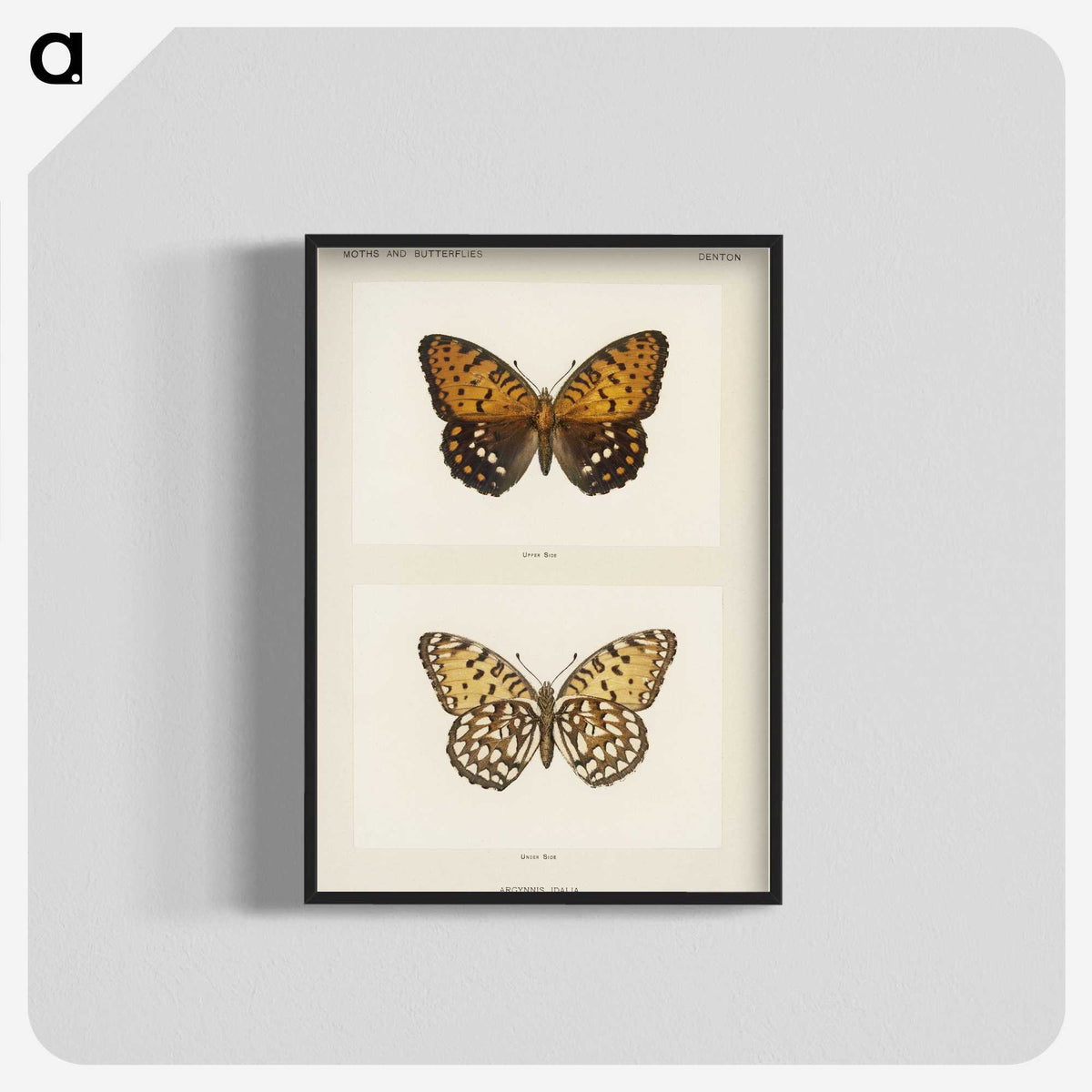 1-6_Moths-and-Butterflies-of-the-United-States_blk-crop
