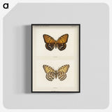 1-6_Moths-and-Butterflies-of-the-United-States_blk-crop