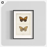 1-6_Moths-and-Butterflies-of-the-United-States_blk