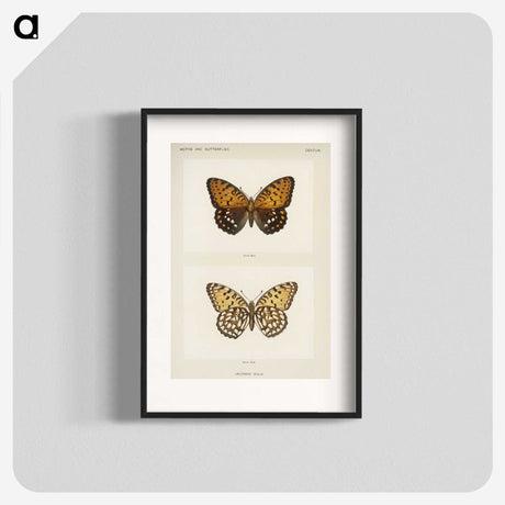 1-6_Moths-and-Butterflies-of-the-United-States_blk