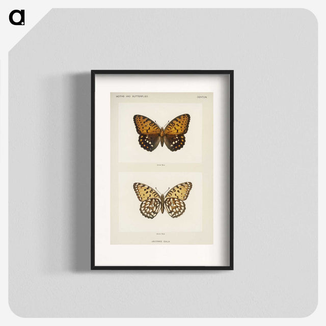 1-6_Moths-and-Butterflies-of-the-United-States_blk