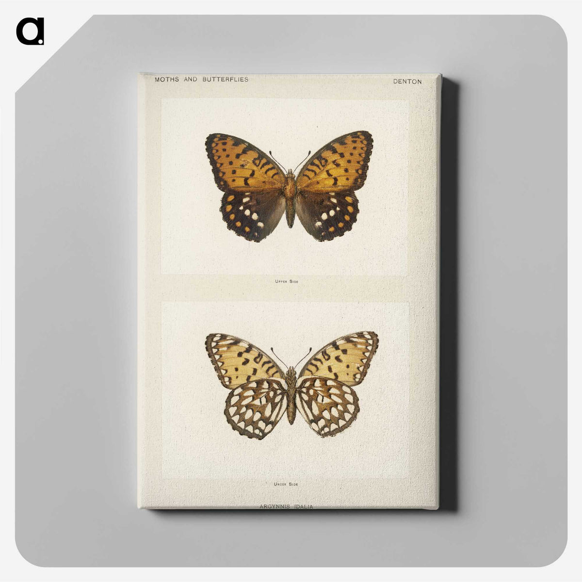 1-6_Moths-and-Butterflies-of-the-United-States_canvas
