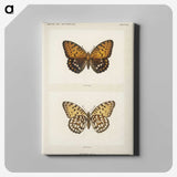 1-6_Moths-and-Butterflies-of-the-United-States_canvas