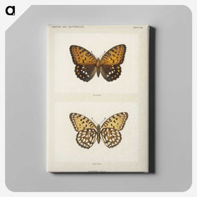 1-6_Moths-and-Butterflies-of-the-United-States_canvas