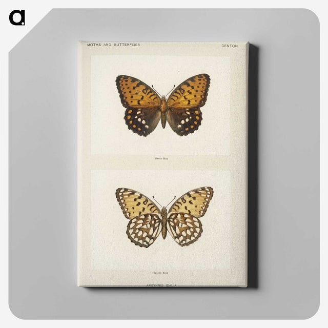 1-6_Moths-and-Butterflies-of-the-United-States_canvas