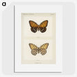 1-6_Moths-and-Butterflies-of-the-United-States_picture