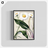1-6_Native-Flowering-Plants-of-New-Zealand_blk-crop
