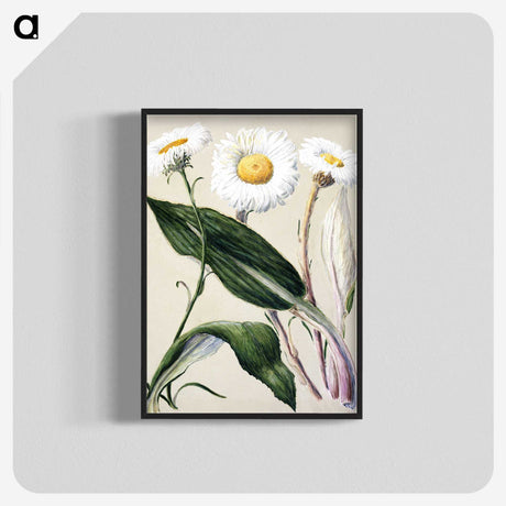 1-6_Native-Flowering-Plants-of-New-Zealand_blk-crop