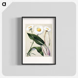 1-6_Native-Flowering-Plants-of-New-Zealand_blk