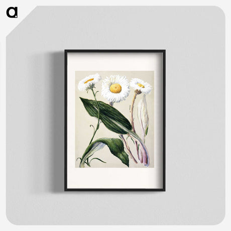 1-6_Native-Flowering-Plants-of-New-Zealand_blk